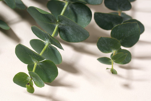 Breathe Easier This Spring with Pure Eucalyptus Essential Oil